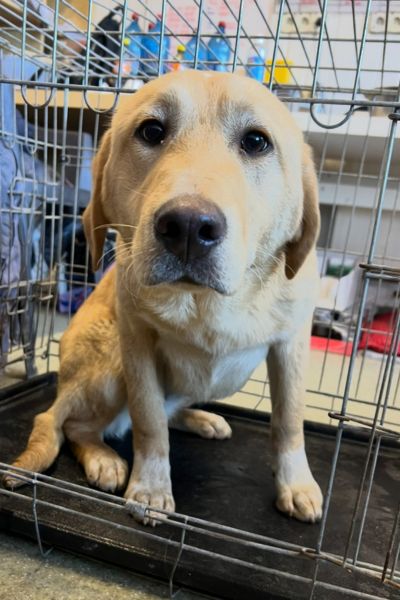 Die beige Hündin Vanilla sitzt in der Transportbox und schaut neugierig heraus