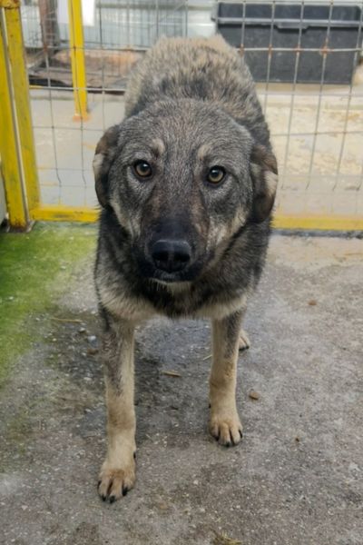 Hündin Ellie steht mit angelegten Ohren im Zwinger