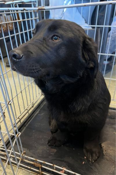 Schwarze Hündin Choco in einer Transportbox