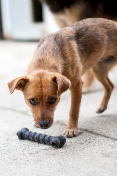 Hund spielt mit einem Kauknochen.