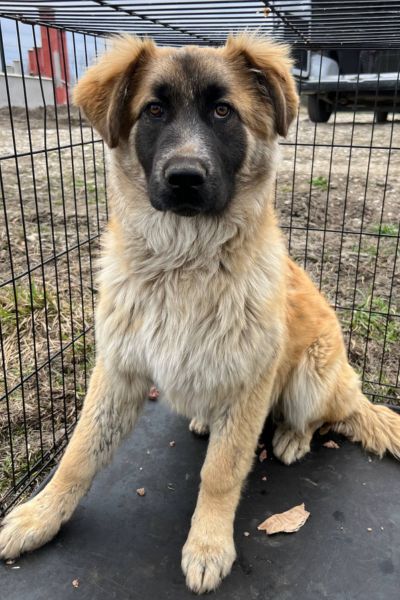 Junghündin sitzt in einer Gitterbox und schaut neugierig in die Kamera.