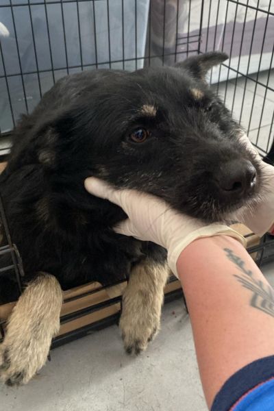 Jolie liegt in der Box