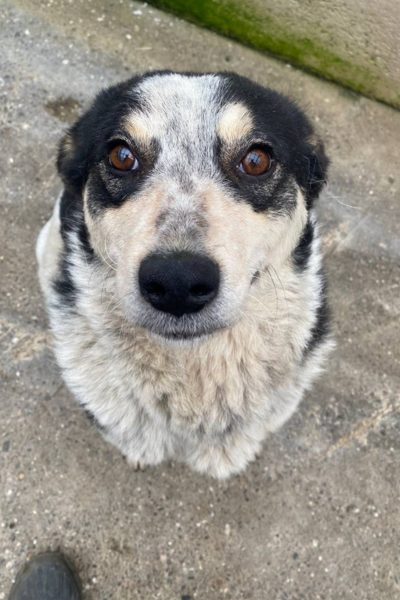 Lissy schaut in die Kamera