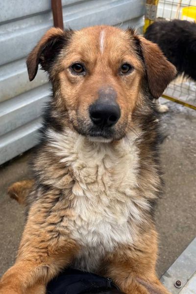 Richie hat die Vorderpfoten hochgestellt und schaut in die Kamera