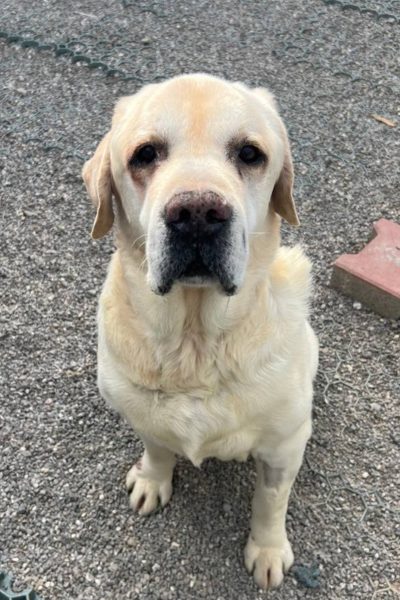 Sam schaut in die Kamera