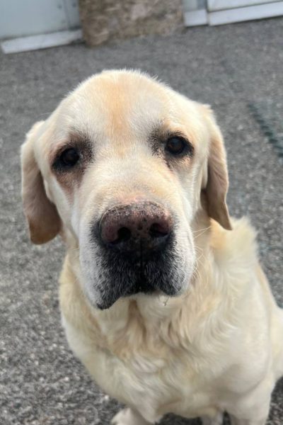 Sam schaut in die Kamera