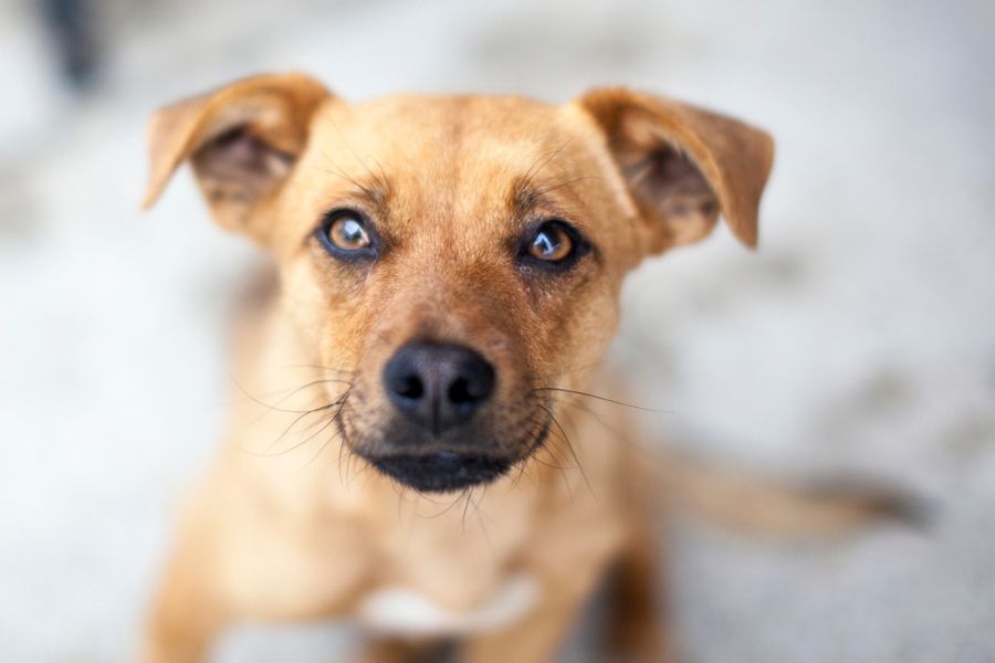 Beige Junghündin blickt nach oben in die Kamera.