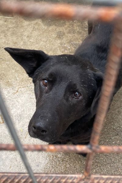 Schwarzer Rüde Kaylo blickt traurig durch das Zwingergitter.