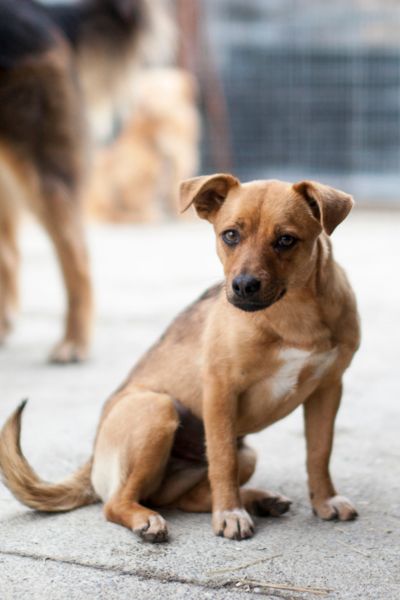 Hund sieht in die Kamera.