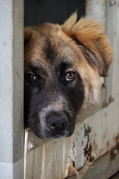 Junghündin liegt in einer Hundehütte und streckt ihren Kopf in Richtung Kamera.
