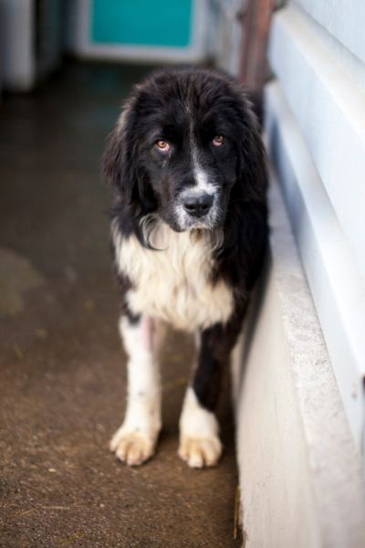 Große Hündin Fienchen schaut schüchtern in die Kamera