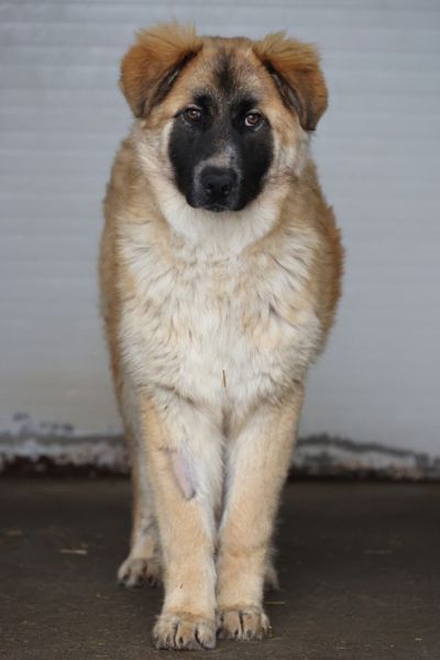 Hund sieht in die Kamera.