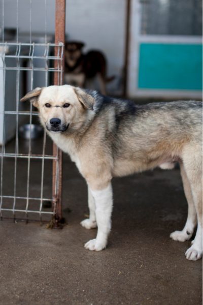 beige-brauner Hund steht im Zwinger