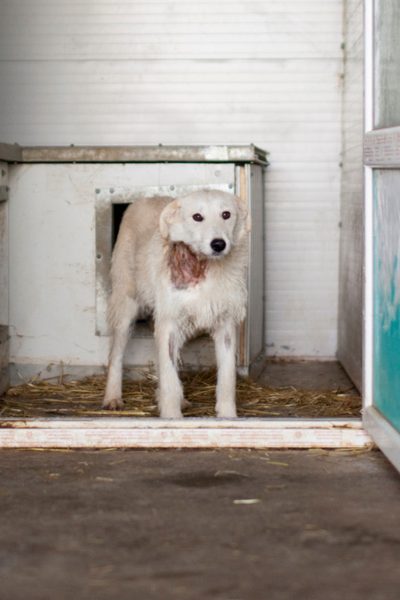 Nanuk steht alleine im hinteren Teil eines Zwingers