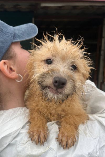 Kleine Mango schaut süß in die Kamera