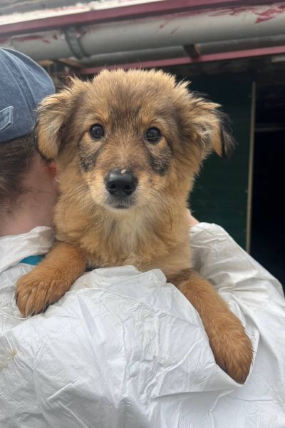 Papaya schaut direkt in die Kamera