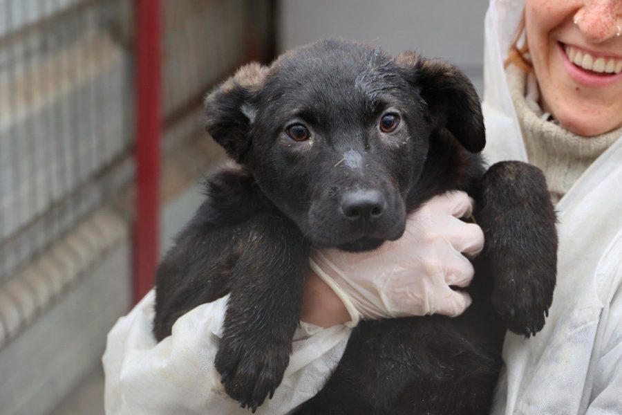 süße Aubergine sieht lieb in die Kamera