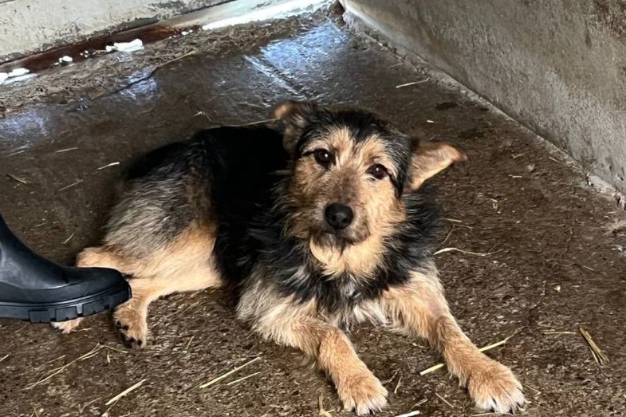 süßer und liebvoller Nuuki schaut direkt in die Kamera