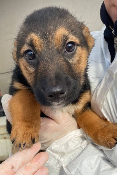 Welpe sieht schüchtern in die Kamera