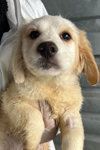 Welpe mit beigem Fell schaut in die Kamera