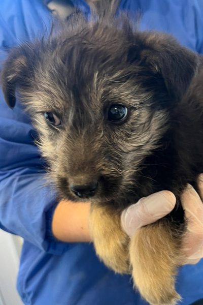 Welpe mit schwarzem Fell wird auf den Armen gehalten