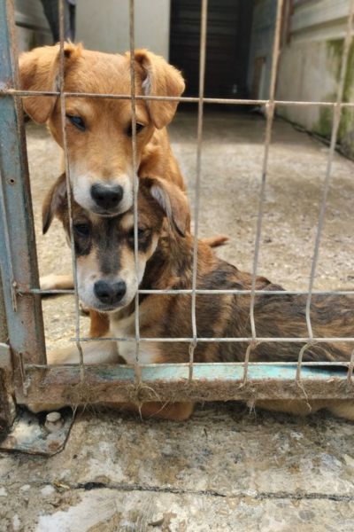 Luna und ein weiterer Welpe schauen durch Zwingergitter nach draußen