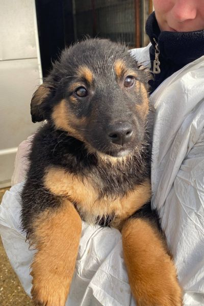 Strudel ist auf dem Arm und schaut in die Kamera