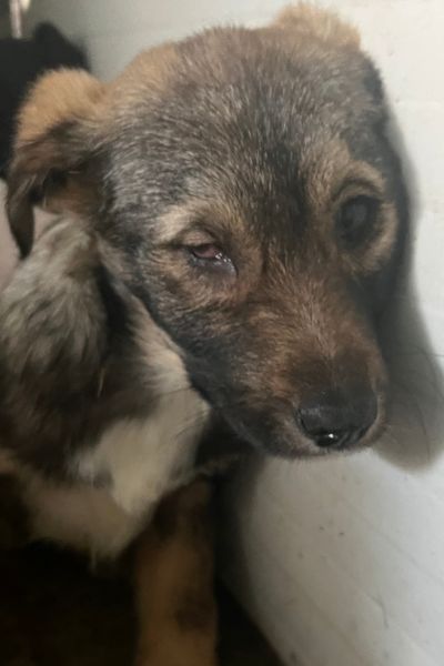 Welpe Plum blickt ängstlich in die Kamera.