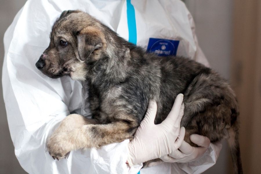 Welpe liegt in den Armen einer Pflegerin.