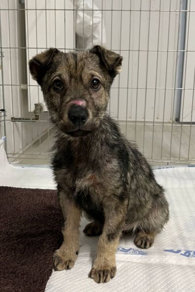 Welpe sitzt in einer Gitterbox.