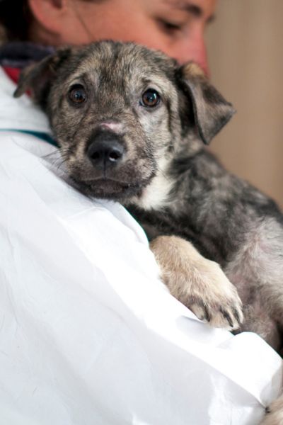 Welpe blickt traurig in die Kamera.