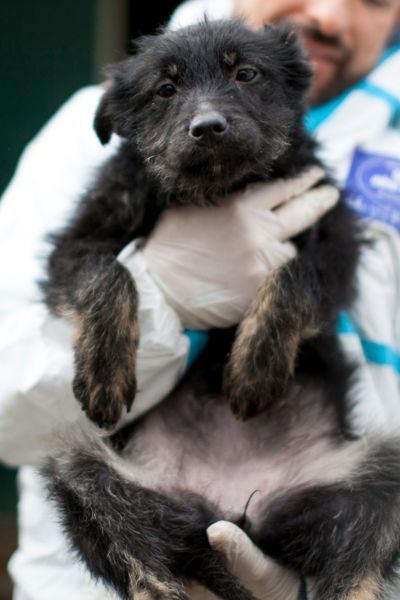 Welpe auf dem Arm schaut in die Kamera