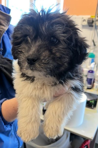 Welpe Poppy wird hochgehalten
