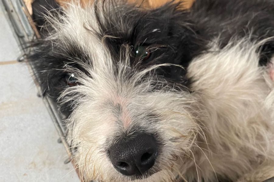 Vida schaut aus der Box in die Kamera