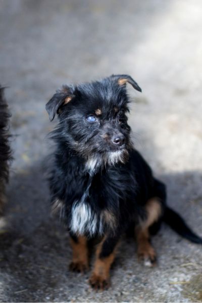 Chibi sitzt und schaut zur Seite.