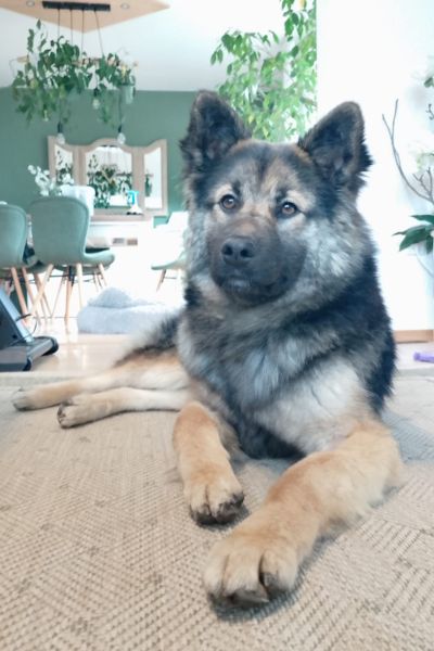 Hündin Josie liegt und schaut aufmerksam.