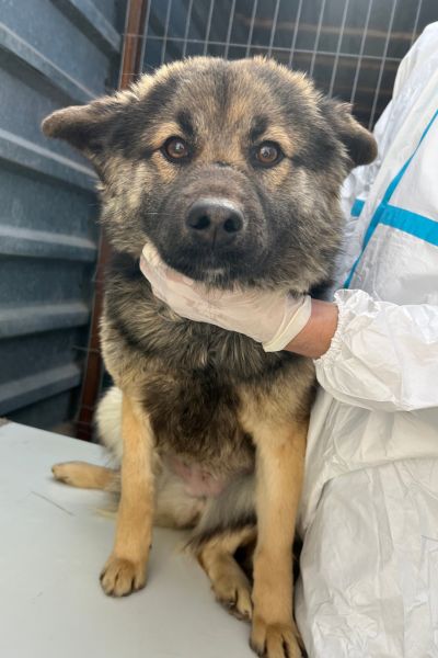 Josie schaut aufmerksam in die Kamera.