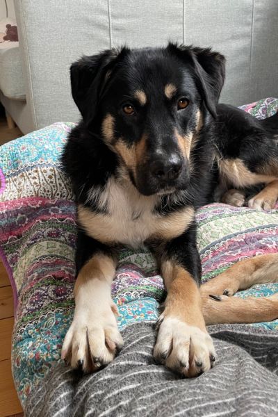 Lyka liegt und schaut in die Kamera.