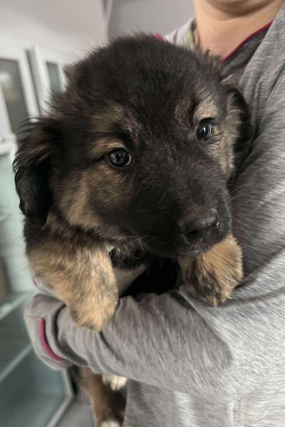 Welpe Pudding wird auf dem Arm gehalten