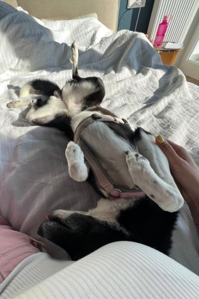 Hündin Ella liegt entspannt auf dem Rücken und lässt sich kraulen.