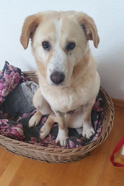Millie sitzt in ihrem Körbchen.