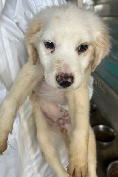 Welpe Apple ist auf dem Arm einer Pflegerin.