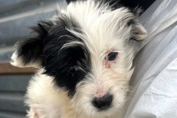 Charly ist auf dem Arm einer Pflegerin.