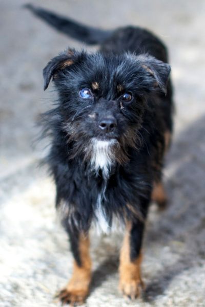 Hündin Chibi schaut aufmerksam in die Kamera.