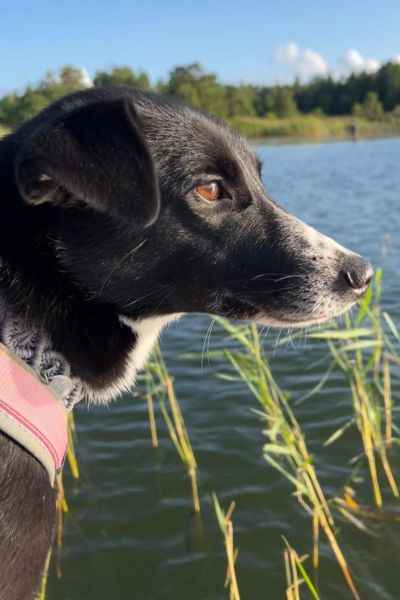 Tierschutzhündin Ella schaut neugierig zur Seite.