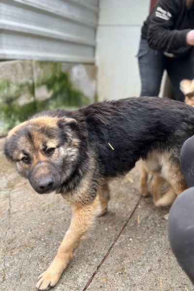 Josie freut sich über Besuch in ihrem Zwinger.