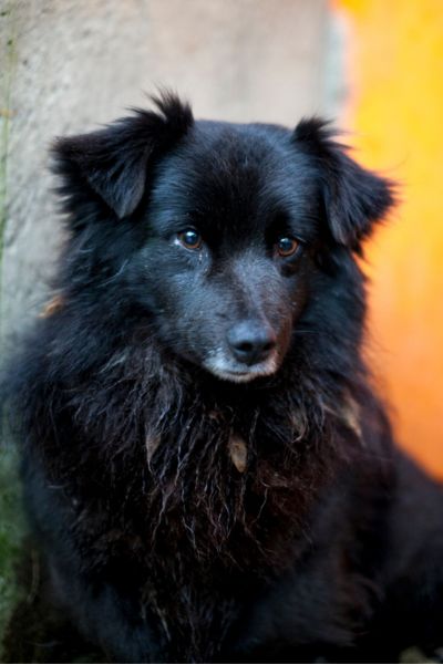Schwarzer Rüde Mori schaut aufmerksam.