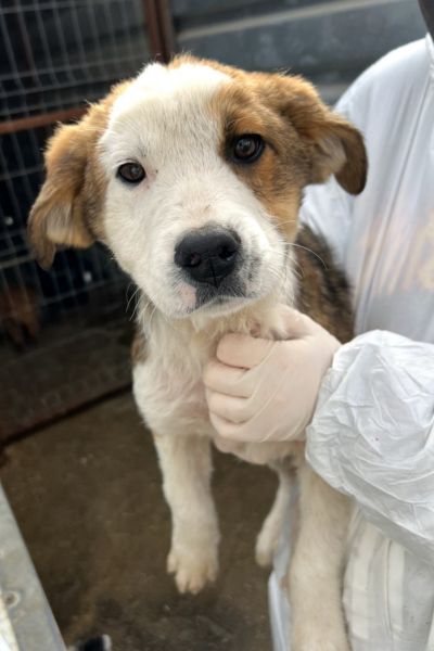 Peanut schaut neugierig in die Kamera.
