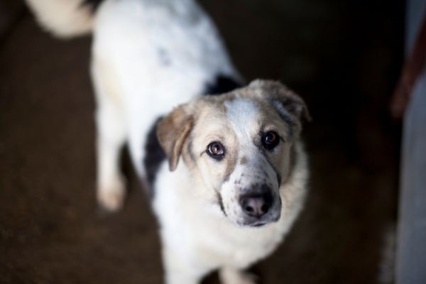 Hündin Nalah steht in ihrem Kennel und schaut hoch.