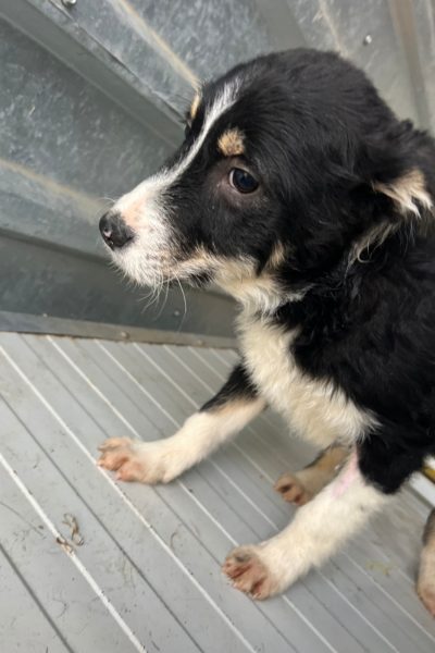 Bean schuechtern und sueß